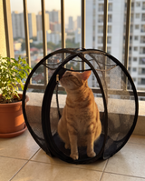 SpinnyMew on an apartment balcony